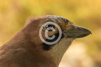 Porträt eines Eichelhähers