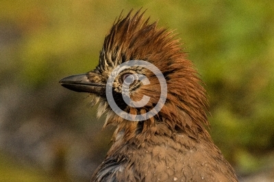 Porträte eines jungen Eichelhähers nach dem Bad