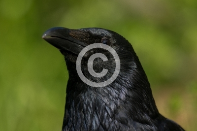 Rabenkrähe, Porträt