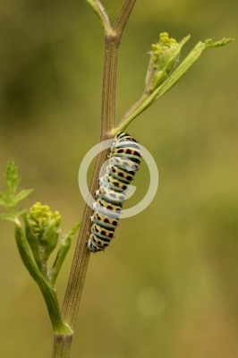 Raupe des Schwalbenschwanz