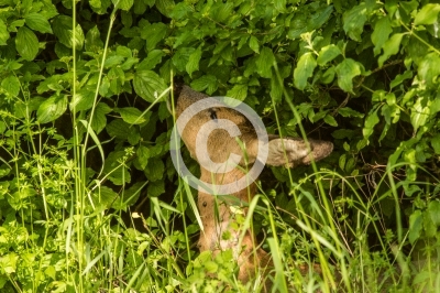 Reh äst an Hartriegel