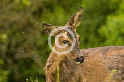 Reh wehrt sich gegen Mücken