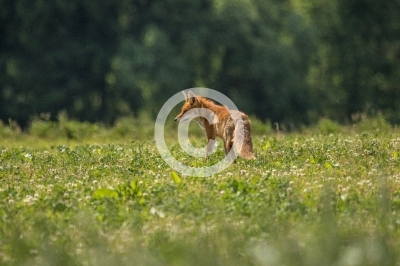 Rotfuchs auf einer Wiese