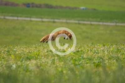 Rotfuchs beim Mäuselsprung