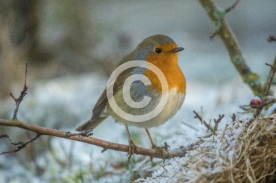 Rotkehlchen im Winter
