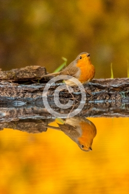 Rotkehlchen spiegelt sich im Wasser