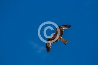 Greifvögel und Eulen (14)