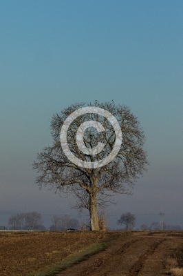 Solitärer Walnussbaum