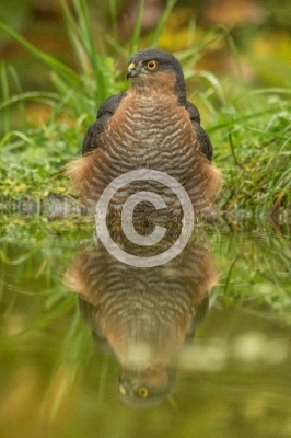 Sperber (Männchen) spiegelt sich im Wasser