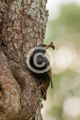 Star mit Futter im Schnabel