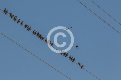 Stare sammeln sich auf einer Stromleitung