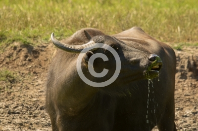 Wasserbüffel trinkt