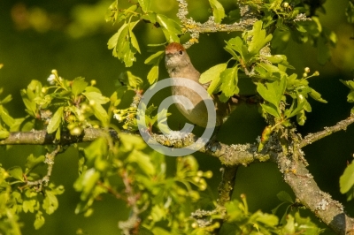 Weibliche Mönchsgrasmücke turnt auf Weißdorn