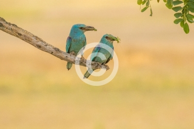 Zwei Blauracken mit Heupferden im Schnabel
