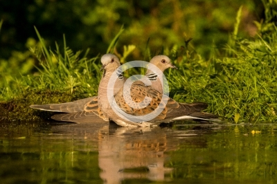 Zwei Turteltauben baden