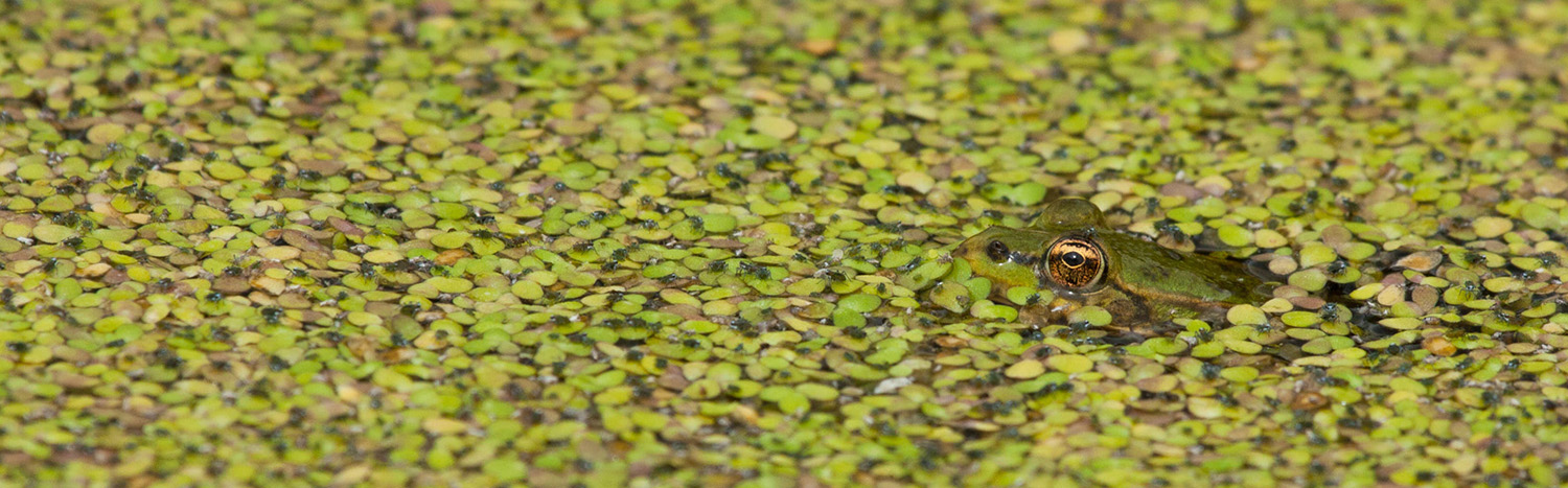 Grünfrosch